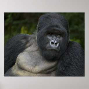 Mountain Gorilla and Silverback Poster
