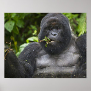 Mountain Gorilla and Silverback Poster