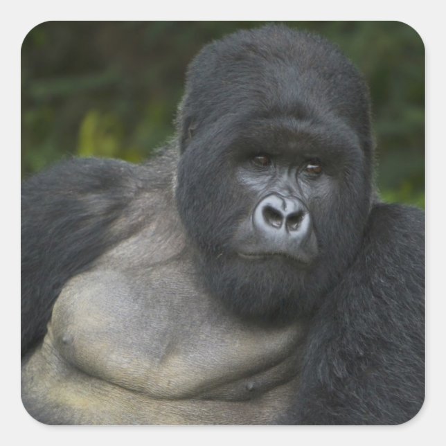 Mountain Gorilla and Silverback Square Sticker (Front)