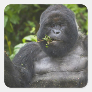 Mountain Gorilla and Silverback Square Sticker