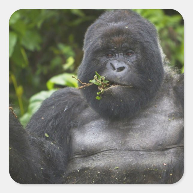 Mountain Gorilla and Silverback Square Sticker (Front)