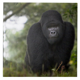 Mountain Gorilla and Silverback Tile