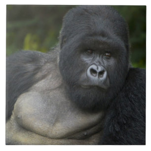 Mountain Gorilla and Silverback Tile