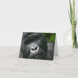 Mountain Gorilla Card