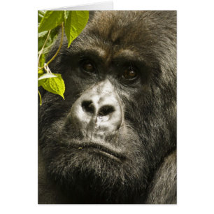 Mountain Gorilla, Gorilla beringei beringei,