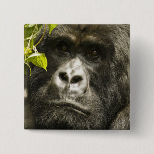 Mountain Gorilla, Gorilla beringei beringei, 2 Inch Square Button