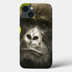 Mountain Gorilla, Gorilla beringei beringei, iPhone 13 Case