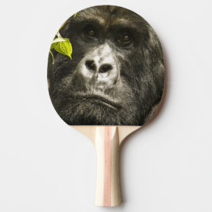 Mountain Gorilla, Gorilla beringei beringei, Ping Pong Paddle