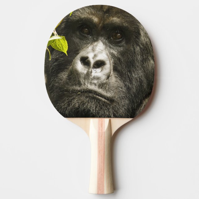 Mountain Gorilla, Gorilla beringei beringei, Ping Pong Paddle (Front)