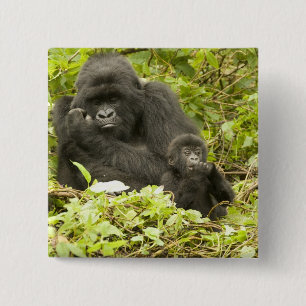 Mountain Gorilla, Gorilla beringei (formerly G. 2 Inch Square Button