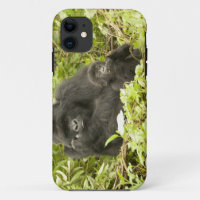 Mountain Gorilla, Gorilla beringei (formerly G.