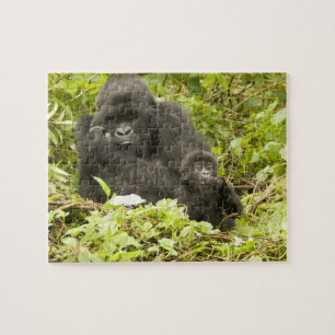 Mountain Gorilla, Gorilla beringei (formerly G. Jigsaw Puzzle