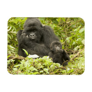 Mountain Gorilla, Gorilla beringei (formerly G. Magnet