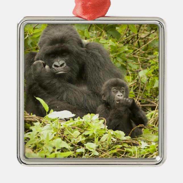 Mountain Gorilla, Gorilla beringei (formerly G. Metal Ornament (Front)
