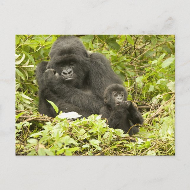 Mountain Gorilla, Gorilla beringei (formerly G. Postcard (Front)
