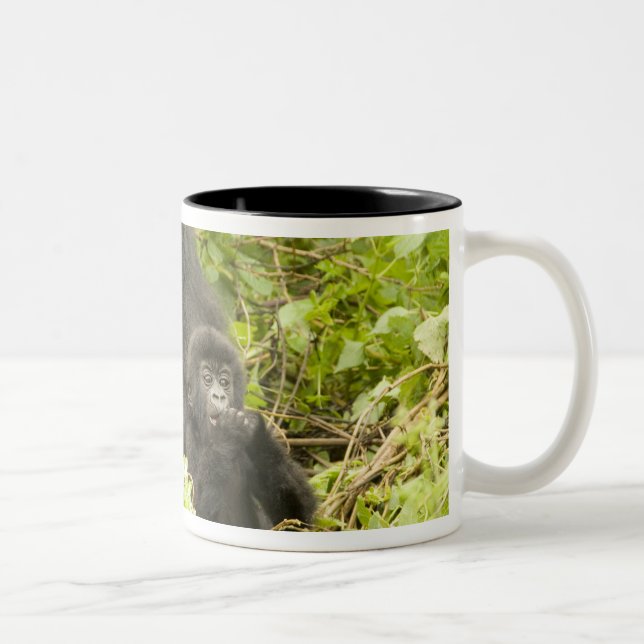 Mountain Gorilla, Gorilla beringei (formerly G. Two-Tone Coffee Mug (Right)