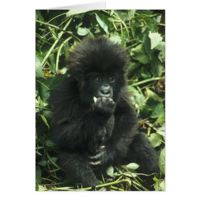 Mountain Gorilla, (Gorilla gorilla beringei), (Front)