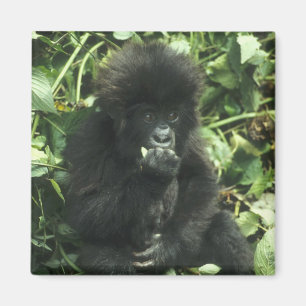 Mountain Gorilla, (Gorilla gorilla beringei), Magnet