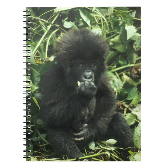 Mountain Gorilla, (Gorilla gorilla beringei), Notebook (Front)