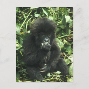 Mountain Gorilla, (Gorilla gorilla beringei), Postcard