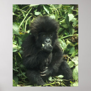 Mountain Gorilla, (Gorilla gorilla beringei), Poster