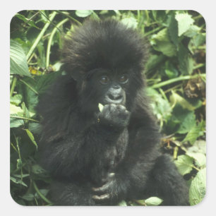 Mountain Gorilla, (Gorilla gorilla beringei), Square Sticker