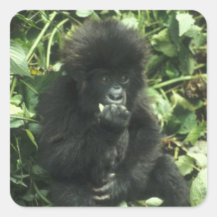 Mountain Gorilla, (Gorilla gorilla beringei), Square Sticker