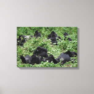 Mountain gorilla group canvas print