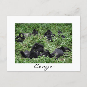 Mountain gorilla group Congo white border postcard