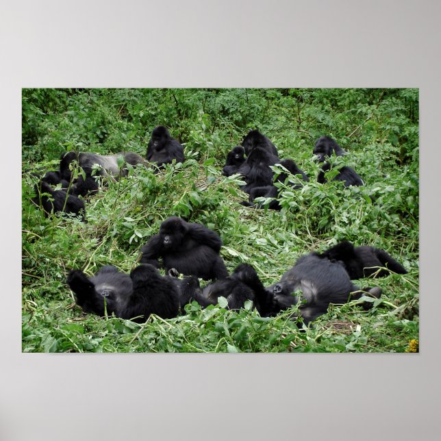 Mountain gorilla group poster print (Front)