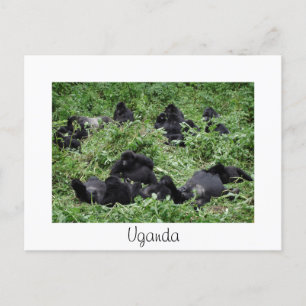 Mountain gorilla group white Uganda carte postale