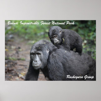 Mountain Gorilla/ Mother & Baby Poster
