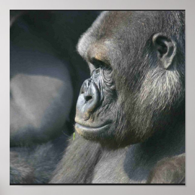 Mountain Gorilla Poster Print (Front)