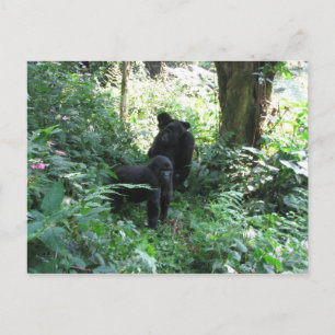 Mountain Gorillas Postcard
