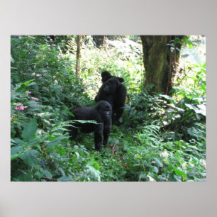 Mountain Gorillas Poster