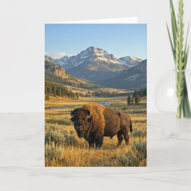 Mountain Landscape American Bison Blank Card (Front)
