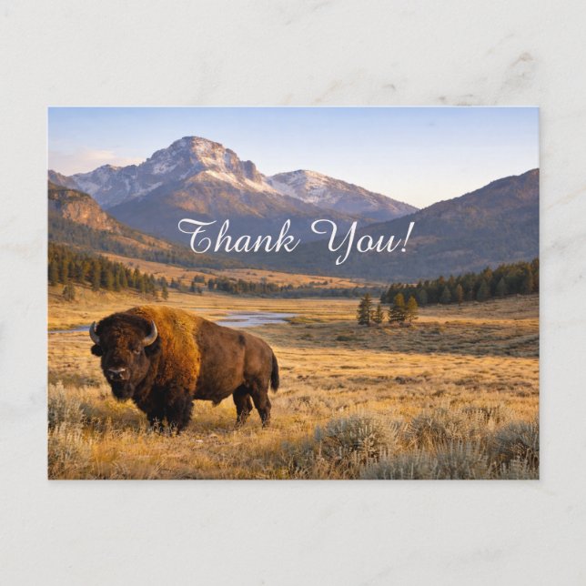Mountain Landscape American Bison Thank You Postcard (Front)