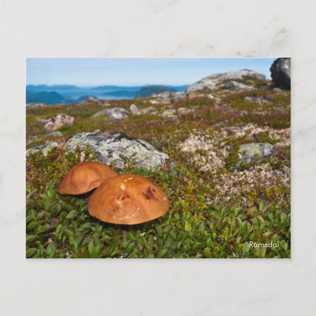 Mountain landscape photo postcard. Norway Postcard (Front)