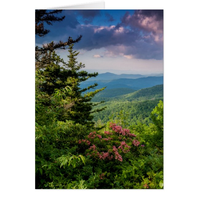 Mountain Laurel (Devant)