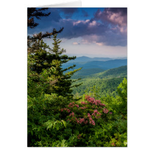 Mountain Laurel at Sunrise