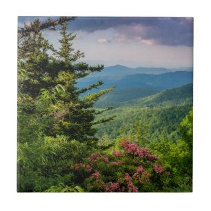 Mountain Laurel at Sunrise Tile