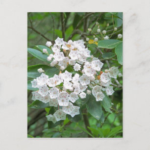 Mountain Laurel Flowers Postcard