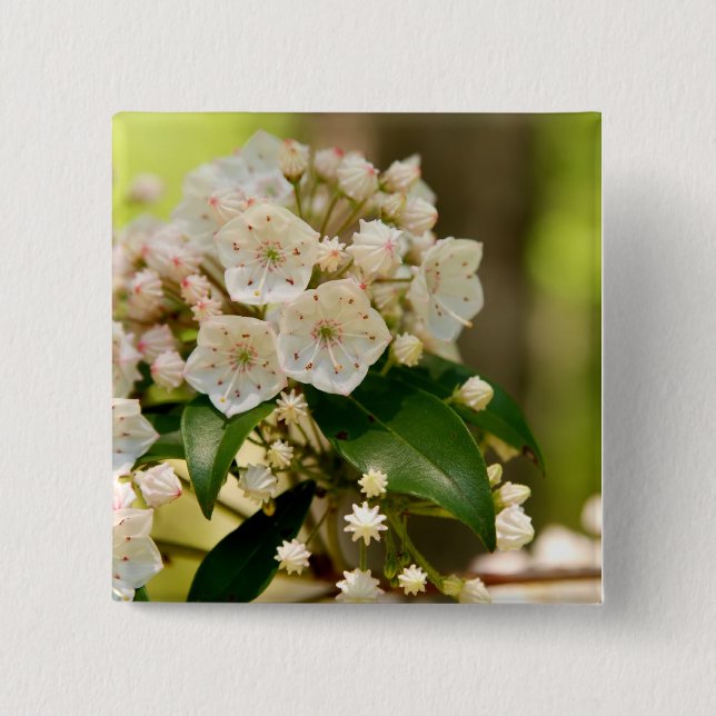 Mountain Laurel in bloom 2 Inch Square Button (Front)
