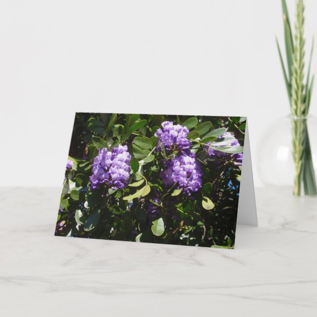 Mountain Laurel in Sunlight Card (Front)