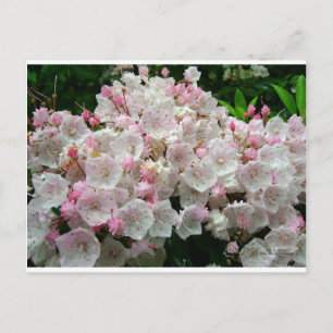 Mountain Laurel Postcard