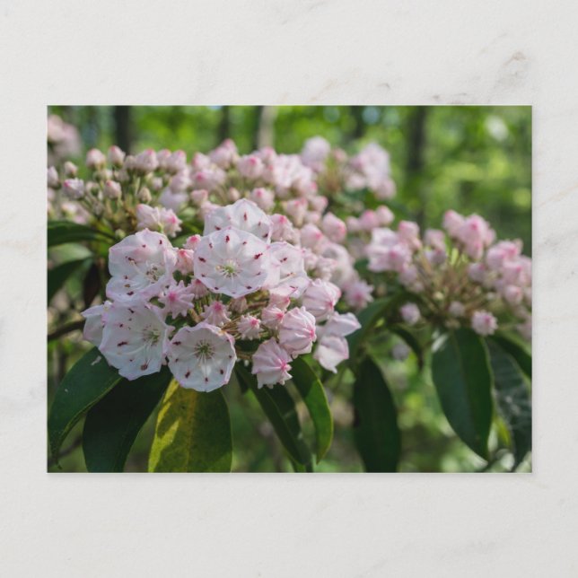 Mountain Laurel Wildflower Postcard (Front)