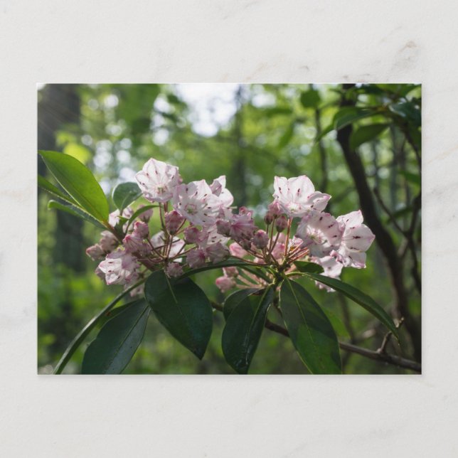 Mountain Laurel Wildflower Postcard (Front)