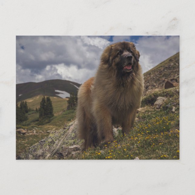 Mountain Leonberger Postcard (Front)