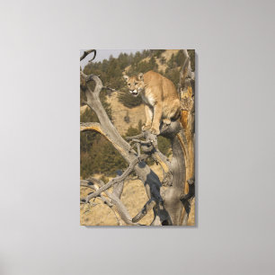 Mountain Lion, aka puma, cougar; Puma concolor, 2 Canvas Print