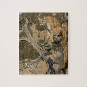 Mountain Lion, aka puma, cougar; Puma concolor, 2 Jigsaw Puzzle